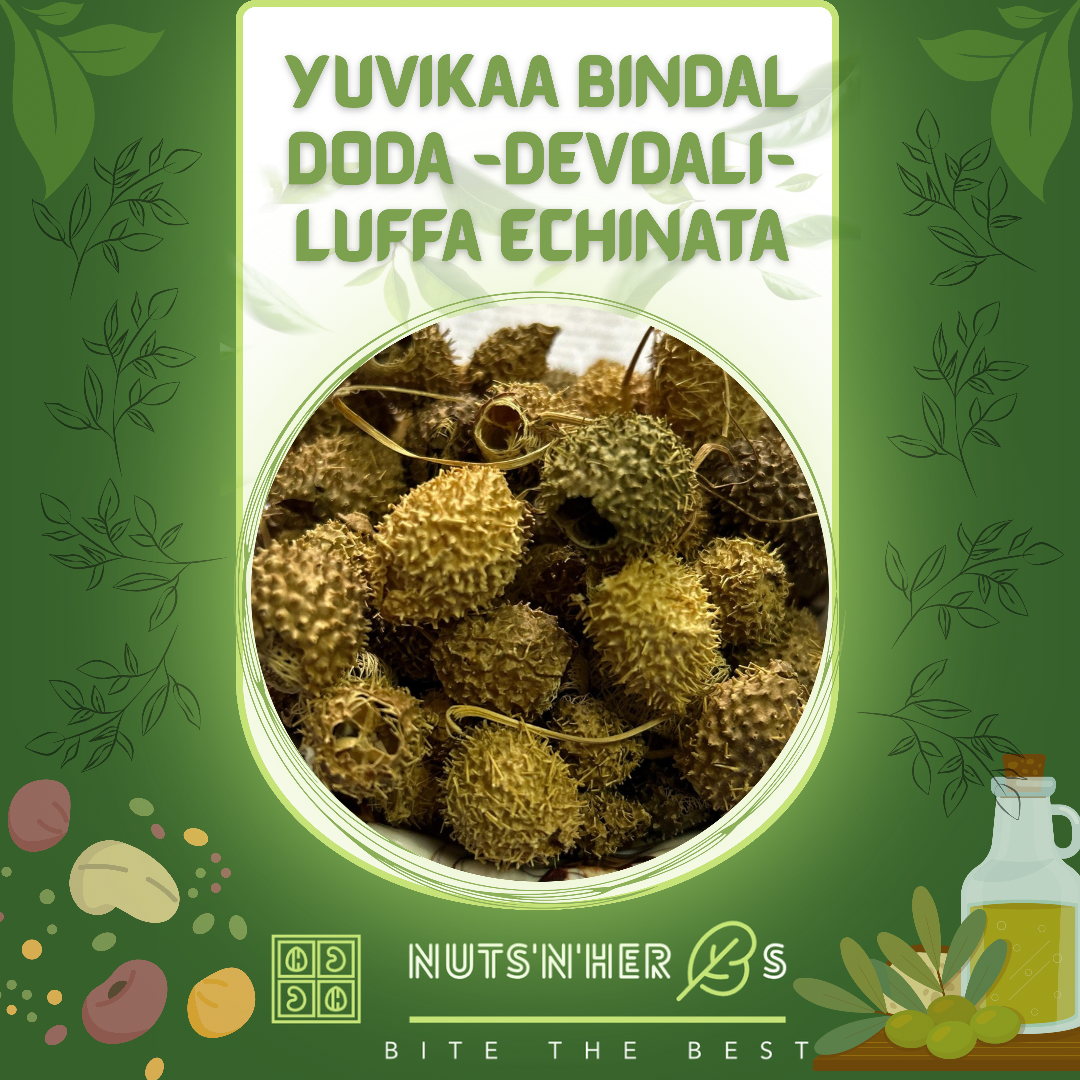 Yuvikaa Bindal Doda -Devdali-Luffa Echinata-بندل ڈوڈا