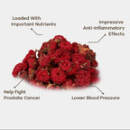 Gul e Anar(Gulanar)-Pomegranate Flower-گل انار