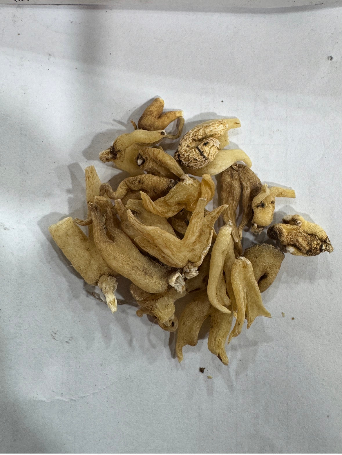 Saleb Panja-ثعلب پنجہ