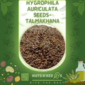 Talmakhana-Hygrophila Auriculata Seeds-تال مکھانہ