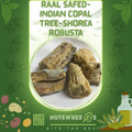 Raal Safed-Indian Copal Tree-Shorea Robusta-رال سفید