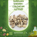 Surinjan Sheerin-Colchicum Luteum-سرنجان شیریں