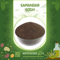 Samandar Sogh-سمندر سوگھ