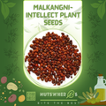 Malkangni-Intellect Plant Seeds-مالکنگنی