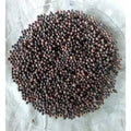 Bao Barrang-False Black Pepper-باؤ بڑنگ